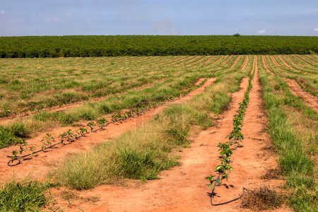 Kaffeesämlinge werden in Brasilien im Tropfsystem bewässert