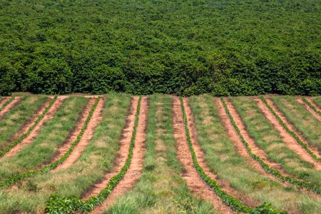 plántulas de café siendo irrigadas en el sistema de goteo en Brasil