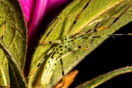 Téléchargez les photos : Bug Assassin Vert Pâle (Zelus luridus) assis sur une feuille en attente de proie au Brésil - en image libre de droit