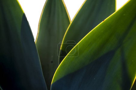 Photo for Close-up with selective focus of Agave Attenuata plant. Agave attenuata is a large evergreen succulent that is commonly known as fox tail agave, in Brazil - Royalty Free Image