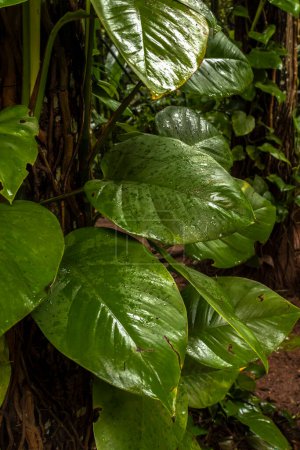 Hojas húmedas de una planta trepadora, Epipremnum aureum, que crece en una zona del bosque atlántico. Bosque lluvioso en Brasil