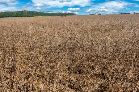 Sojabohnenplantage nach der Anwendung von Trockenmittel, der letzten Stufe der Pflanzenbehandlung vor der Ernte, in Brasilien. Soja ist einer der wichtigsten Rohstoffe in der brasilianischen Landwirtschaft.