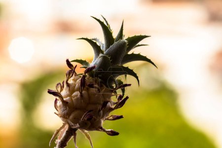 Téléchargez les photos : Ananas nain plante ornementale ou Ananas nanus au Brésil - en image libre de droit