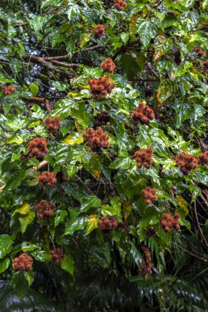 Achiote (Bixa orellana) es un arbusto grande o pequeño árbol que produce frutos rojos espinosos popularmente llamados urucum que han sido utilizados por comunidades nativas en Brasil, en la selva tropical en Brasil.