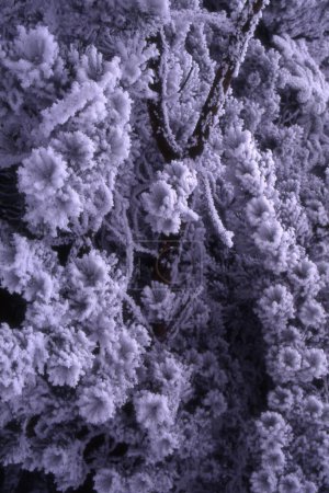 Foto de Fondo de invierno con nieve blanca, textura natural - Imagen libre de derechos