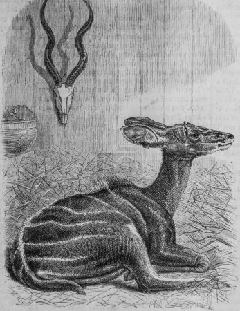 El antílope Caferie, el universo ilustre, Editorial Michele Levy 1869