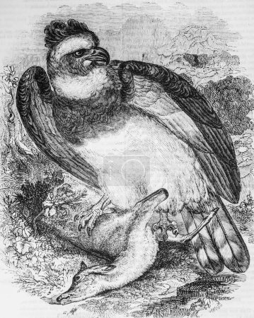 Photo for La Grande Harpie, the picturesque magazin, Editor Edouard Charton, 1860 - Royalty Free Image