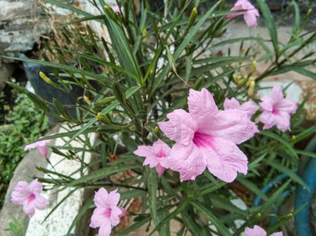 Photo for Pink Ruellia flowers near the terrace of the house - Royalty Free Image