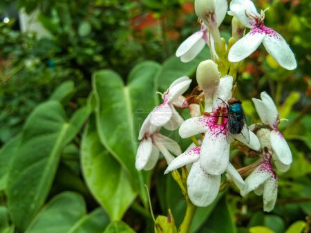 Téléchargez les photos : Fleur de jasmin japonais ou fleur de pseuderanthème doré, Pseuderanthemum reticulatum à mouches vertes perchées - en image libre de droit