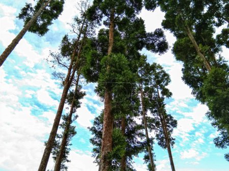 Photo for Low angle view of Agathis dammara trees with blue sky background - Royalty Free Image