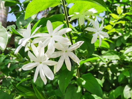 Photo for Close up of Jasminum multipartitum during the day - Royalty Free Image