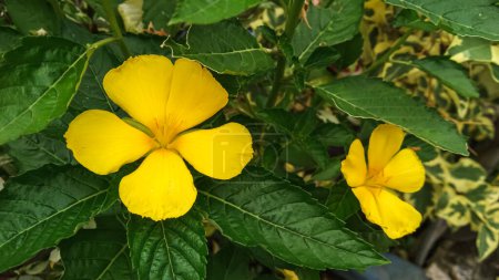 Foto de Yellow yolanda or Turnera ulmifolia flowers that bloom in the morning - Imagen libre de derechos