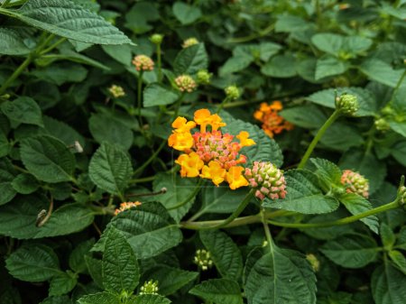 Foto de Close up of chicken droppings or lantana urticoides flowers, the inner crown is hairy, white, pink, orange, yellow, and many other colors - Imagen libre de derechos
