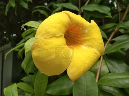 Photo for Golden trumpet flower or bright yellow alamanda - Royalty Free Image