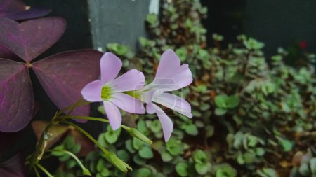 Foto de Esta flor tiene el nombre científico Oxalis Triangularis o a menudo referido como tréboles púrpura. Con un fondo borroso - Imagen libre de derechos