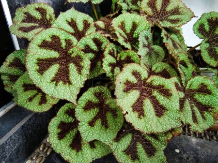 Begonia masoniana plant with green and brown leaves in a corner of a garden