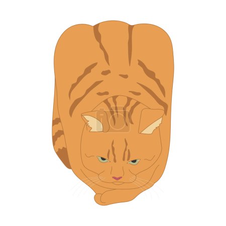 Hand drawn tabby cat in a loaf pose isolated on a white background. Cute ginger cat looks like a loaf of a bread. Red tabby cat. Vector illustration
