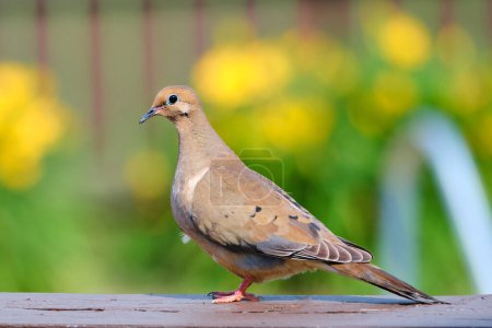 Photo for Mourning dove rests on deck on summer day - Royalty Free Image