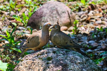 Photo for Mourning doves (Zenaida macroura) showing affection - Royalty Free Image