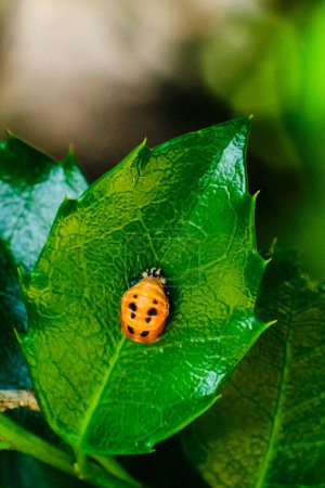 Photo for Asian lady beetle in pupal stage during metamorphosis to adult - Royalty Free Image