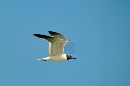 Photo for Laughing Gull in flight over Atlantic Ocean in Pompano Beach Florida - Royalty Free Image
