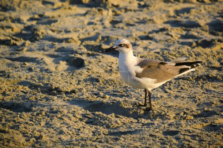 Photo for Laughing gull at sunrise in Myrtle Beach South Carolina - Royalty Free Image