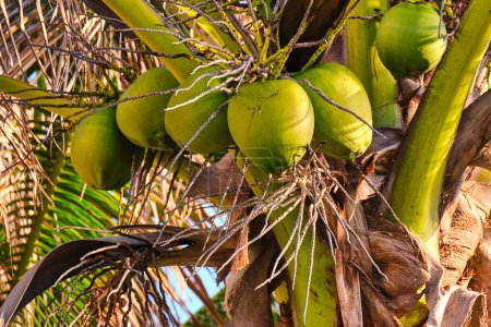 Téléchargez les photos : Maypan cocotier avec la lumière du soleil au début de la Floride à Pompano Beach - en image libre de droit