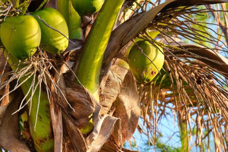 Téléchargez les photos : Maypan cocotier avec la lumière du soleil au début de la Floride à Pompano Beach - en image libre de droit
