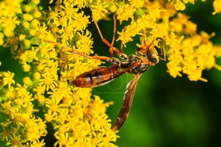 Photo for Northern paper wasp pollinates yellow wildflowers - Royalty Free Image