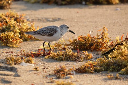 Téléchargez les photos : Sanderling à la recherche de nourriture parmi les algues sur la plage tôt le matin Floride lumière du soleil - en image libre de droit