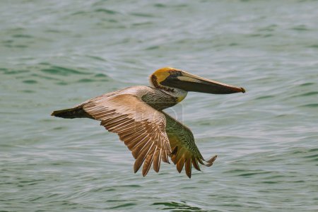 Photo for A brown pelican in flight over the Atlantic Ocean - Royalty Free Image