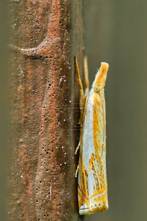 Double-banded grass-veneer moth on a brown fence