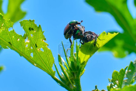 Photo for Japanese beetles climb on top of one another - Royalty Free Image