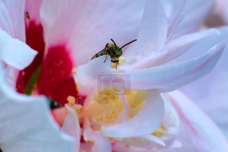 Téléchargez les photos : Sweat Bee vert pur sort d'une fleur rose - en image libre de droit