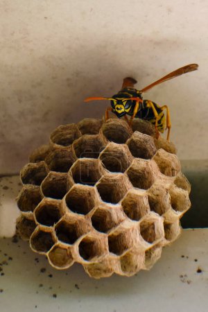 Photo for European paper wasp protects nest inside the outdoor shed - Royalty Free Image