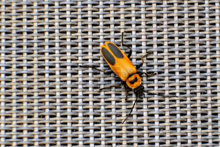 Photo for Pennsylvania leatherwing beetle sits on top of a brown mesh chair - Royalty Free Image