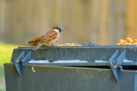 Photo for House sparrows takes advantage of a free food source in winter - Royalty Free Image