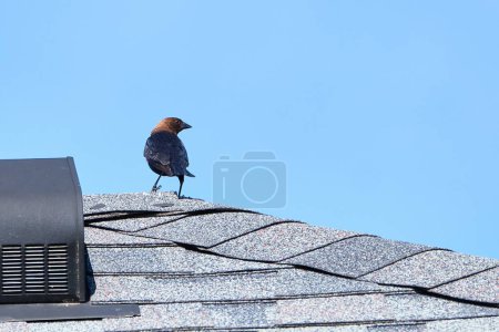 Photo for Brown-headed male cowbird surveys the land from a rooftop - Royalty Free Image