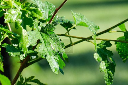 Photo for Dew in early morning sunlight on white mulberry leaf - Royalty Free Image