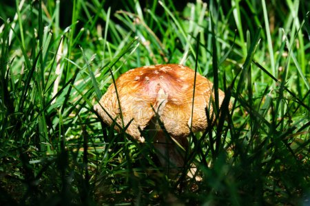 Téléchargez les photos : Champignon brun doré soulève du sol dans l'herbe éclairée par le soleil - en image libre de droit