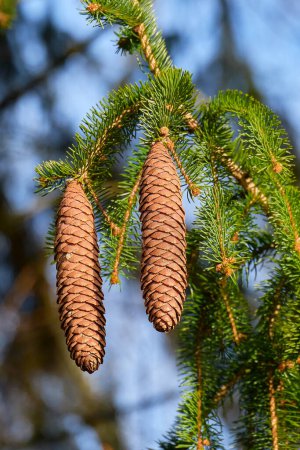 Photo for A pair of spruce cones on a clear winter's day - Royalty Free Image