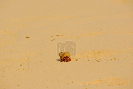 Téléchargez les photos : Un crabe ermite fait un long voyage à travers la plage - en image libre de droit