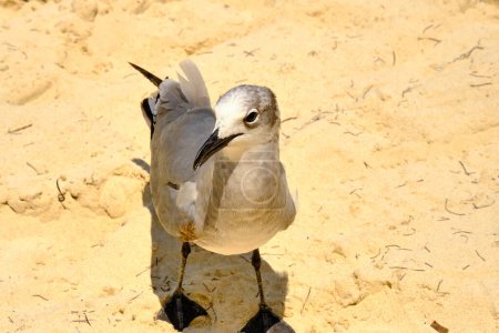 Photo for A close up of a laughing gull on the beach in Nassau Bahamas - Royalty Free Image