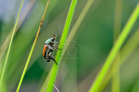 Photo for Japanese beetle climbs up a blade of maiden grass - Royalty Free Image