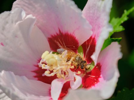 Photo for A honey bee in the heart of a pink hibiscus flower - Royalty Free Image