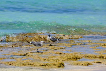 Photo for Laughing gulls on the rocky shore in Nassau Bahamas - Royalty Free Image