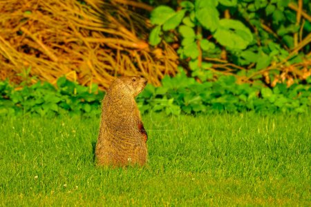 Téléchargez les photos : Une marmotte se lève pour protéger les prédateurs - en image libre de droit