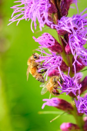 Photo for Honey bee pollinates a dense blazing star on a summer afternoon - Royalty Free Image