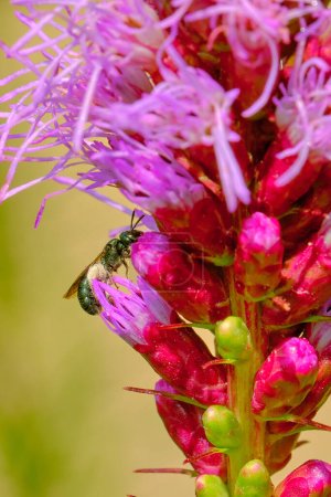 Photo for Small carpenter bee covered in pollen on a dense blazing star flower - Royalty Free Image