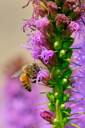 Photo for Honey pollinates a dense blazing star on a summer afternoon - Royalty Free Image